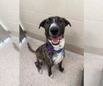 Small #1 Bull Terrier Mix