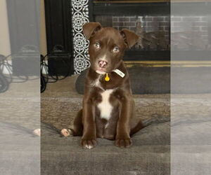 Chihuahua-Unknown Mix Dogs for adoption in Stephens City, VA, USA