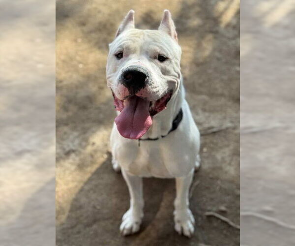 Medium Photo #1 Argentinian Mastiff Puppy For Sale in Riverside, CA, USA