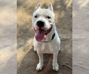 Argentinian Mastiff Dogs for adoption in Riverside, CA, USA