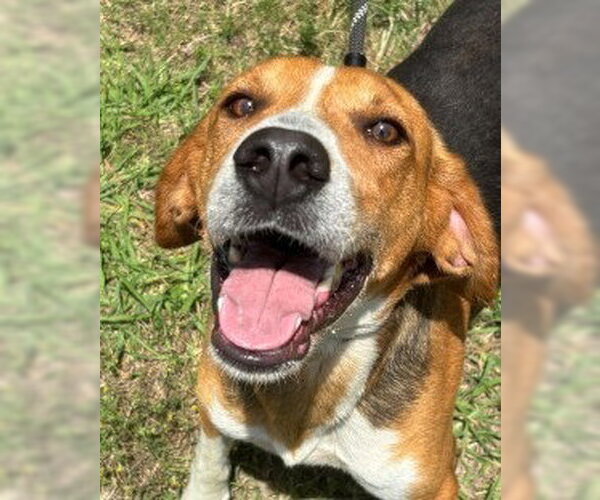 Medium Photo #7 Treeing Walker Coonhound Puppy For Sale in Glen Allen, VA, USA