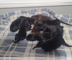 Small Photo #4 Labrador Retriever Puppy For Sale in PAWNEE, IL, USA