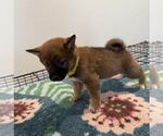 Puppy Yellow Shiba Inu
