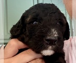 Small Photo #5 Bernedoodle Puppy For Sale in MOULTON, AL, USA