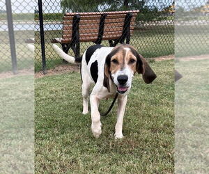 Coonhound Dogs for adoption in Evansville, IN, USA