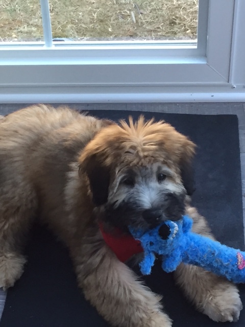 Medium Photo #1 Soft Coated Wheaten Terrier Puppy For Sale in THOMASVILLE, NC, USA