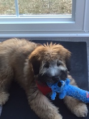 Soft Coated Wheaten Terrier Puppy for sale in THOMASVILLE, NC, USA