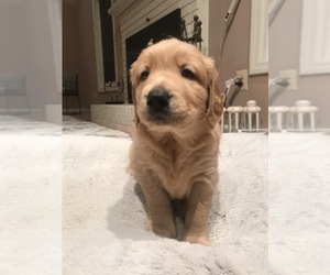Golden Retriever Puppy for sale in ASHLAND, MA, USA