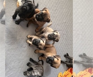 Mastiff Litter for sale in OLATHE, KS, USA