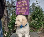 Small #6 Goldendoodle
