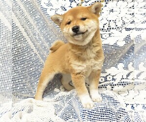 Shiba Inu Puppy for sale in NORWOOD, MO, USA
