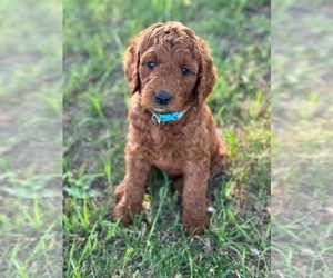 Goldendoodle Puppy for sale in Grande Prairie, Alberta, Canada