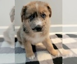 Puppy 4 Australian Shepherd-German Shepherd Dog Mix