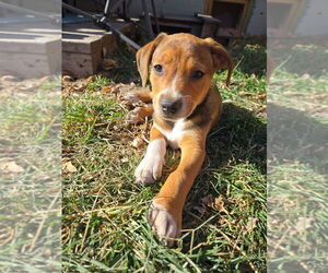 Labrador Retriever-Unknown Mix Dogs for adoption in Lakewood, CO, USA