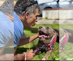 Small #6 American Pit Bull Terrier Mix