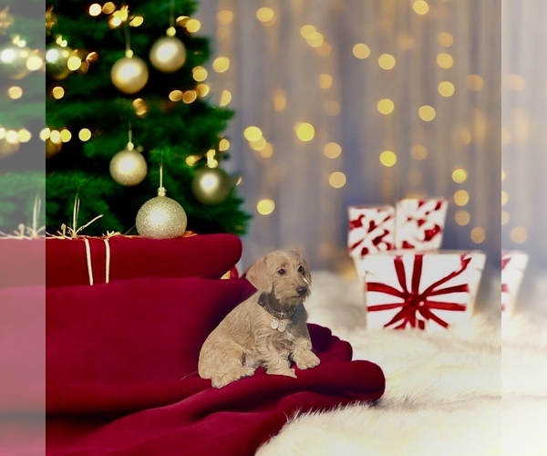 Medium Photo #10 Doxiepoo (Miniature) Puppy For Sale in OCALA, FL, USA