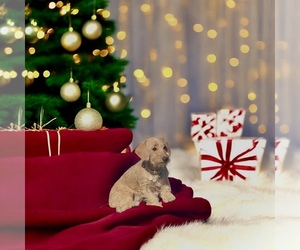 Medium Doxiepoo (Miniature)