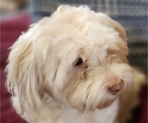 Medium Photo #1 Havanese Puppy For Sale in ALBION, PA, USA