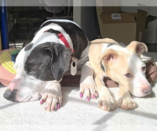 Medium Photo #4 Boxer-Unknown Mix Puppy For Sale in Spotsylvania, VA, USA