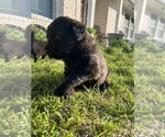 Small Photo #18 Rottle Puppy For Sale in CHICKAMAUGA, GA, USA