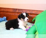 Small #5 Pembroke Welsh Corgi
