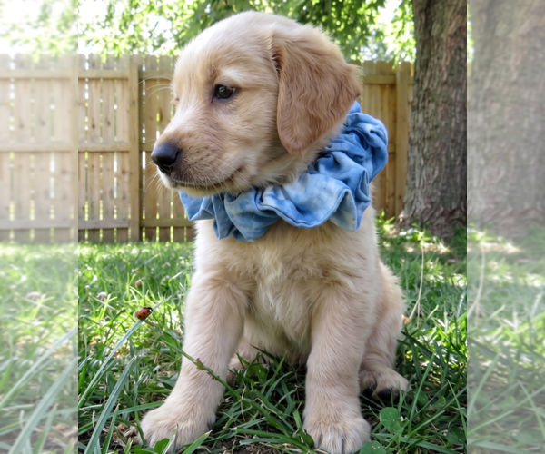 Medium Photo #1 Golden Retriever Puppy For Sale in Grovertown, IN, USA