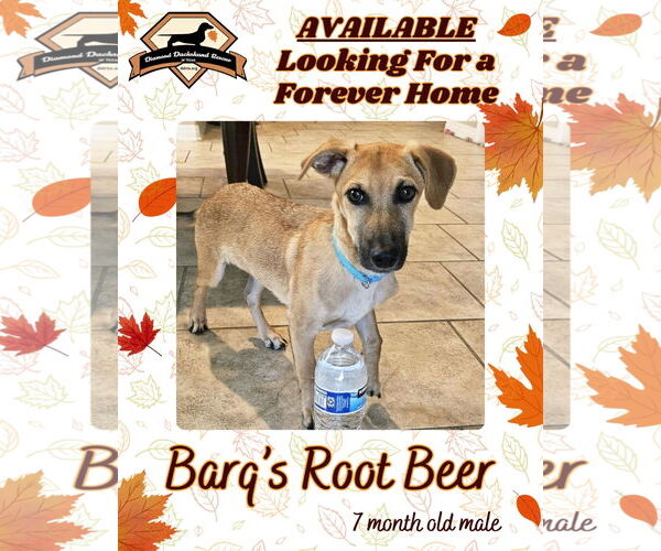 Medium Photo #9 Dachshund-Unknown Mix Puppy For Sale in San Antonio, TX, USA