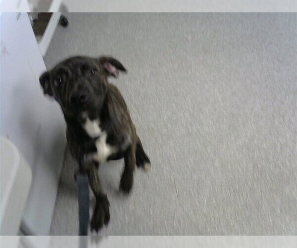 Medium Photo #1 American Pit Bull Terrier-Unknown Mix Puppy For Sale in Pasadena, TX, USA