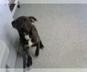 American Pit Bull Terrier-Unknown Mix Dogs for adoption in Pasadena, TX, USA