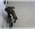 Small American Pit Bull Terrier Mix