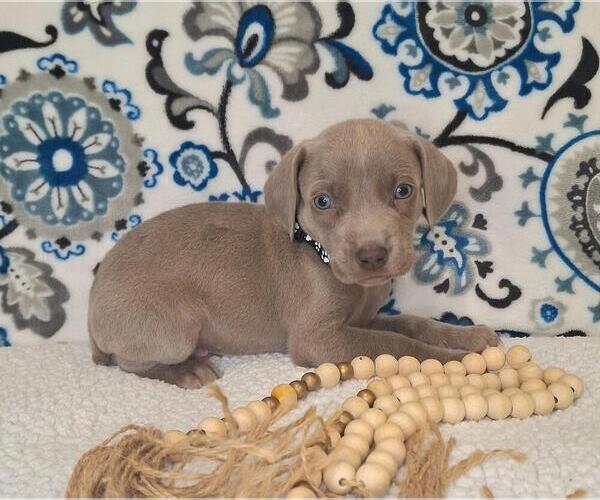 Medium Photo #3 Weimaraner Puppy For Sale in LEWISBURG, KY, USA