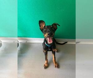 Doberman Pinscher-Unknown Mix Dogs for adoption in Visalia, CA, USA