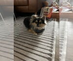 Small #1 Pomeranian Mix