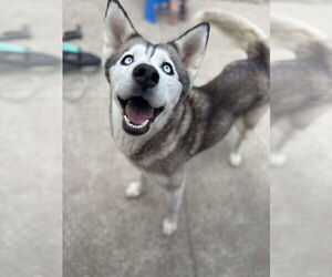 Medium Siberian Husky Mix