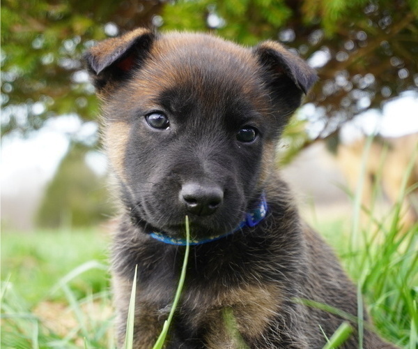 Medium Photo #2 Belgian Malinois Puppy For Sale in WEST PLAINS, MO, USA