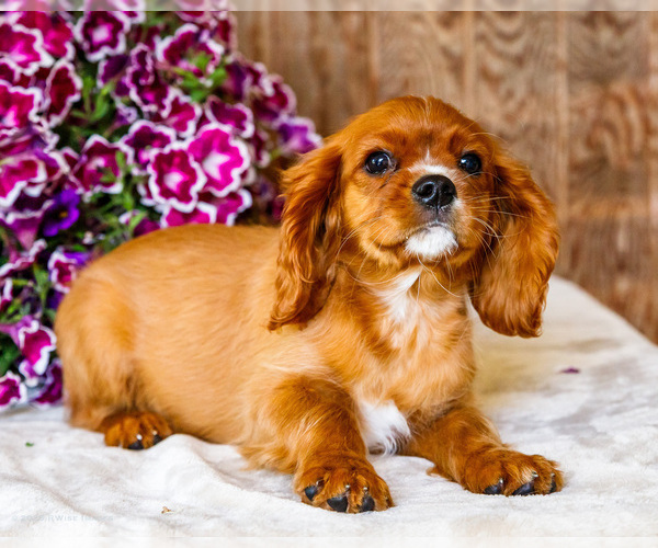 Medium Photo #1 Cavalier King Charles Spaniel Puppy For Sale in WAKARUSA, IN, USA