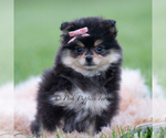 Small Photo #77 Pomeranian Puppy For Sale in WARSAW, IN, USA