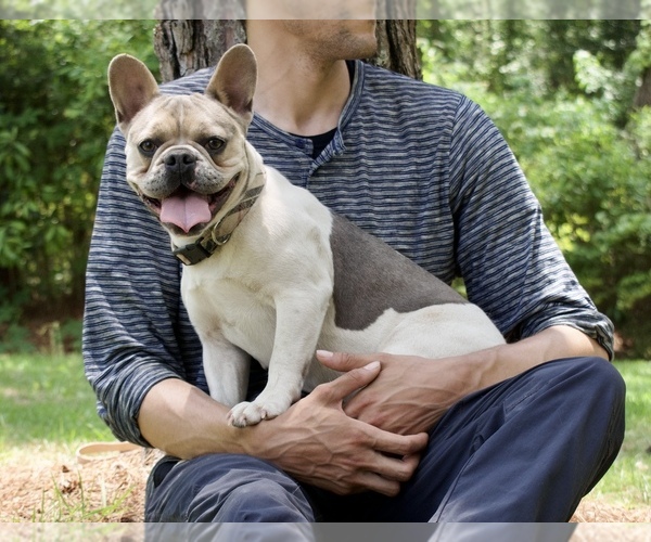 Medium Photo #1 French Bulldog Puppy For Sale in ARITON, AL, USA