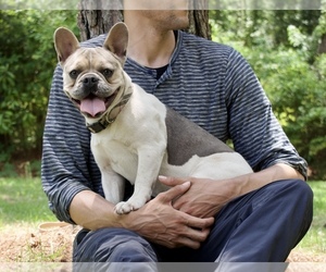French Bulldog Puppy for sale in ARITON, AL, USA