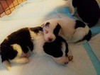 Small Photo #1 Border Collie Puppy For Sale in PIERPONT, OH, USA