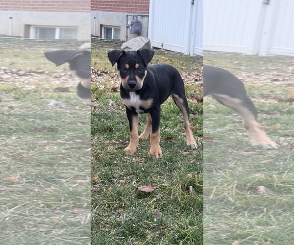 Medium Photo #1 Rottweiler-Unknown Mix Puppy For Sale in MIDWAY, UT, USA