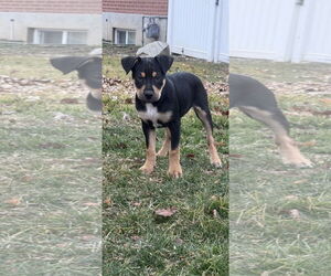 Rottweiler-Unknown Mix Dogs for adoption in MIDWAY, UT, USA