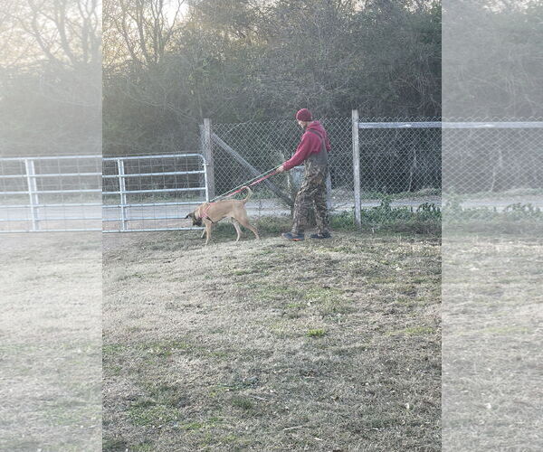 Medium Photo #16 Fila Brasileiro-Great Dane Mix Puppy For Sale in Jasper, AL, USA