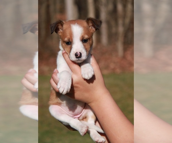Medium Photo #2 Beagle-Shetland Sheepdog Mix Puppy For Sale in MEADVILLE, PA, USA