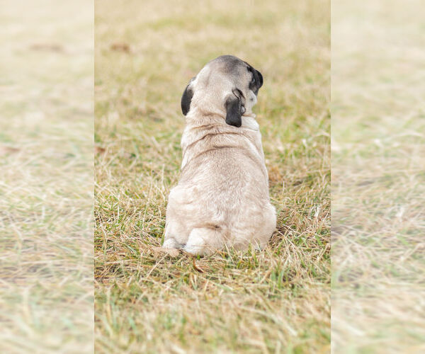 Medium Photo #8 Pug Puppy For Sale in WARSAW, IN, USA