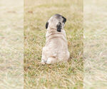 Small Photo #8 Pug Puppy For Sale in WARSAW, IN, USA