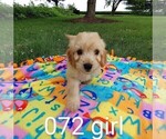Small Photo #6 Goldendoodle (Miniature) Puppy For Sale in CLARE, IL, USA