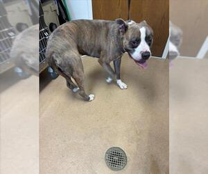 Mutt Dogs for adoption in Norco, CA, USA