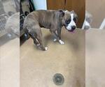 Small Mutt