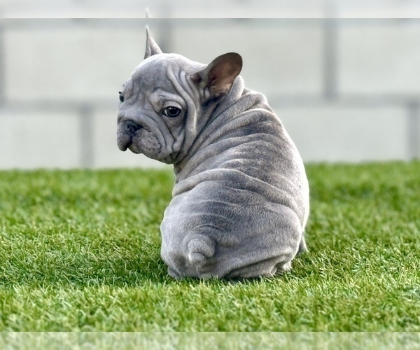 Medium Photo #5 French Bulldog Puppy For Sale in LITITZ, PA, USA